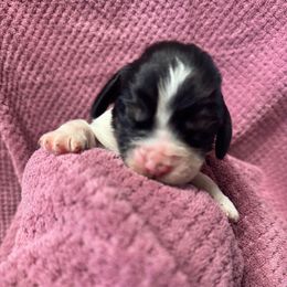 Sunny - Black white and tan female English Springer Spaniel puppy in Bessemer, Michigan from Joyspring English Springer Spaniels