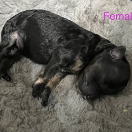 Aussiedoodle Puppies from Southern Paws AussieDoodles