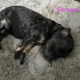 Aussiedoodle Puppies from Southern Paws AussieDoodles