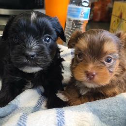 KB Black Male - Parti male Yorkshire Terrier puppy in Lakeland, Florida from You Me & The Yorkies