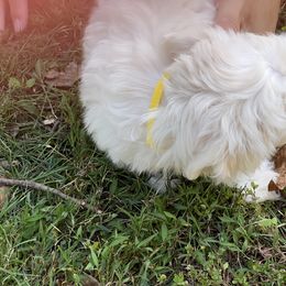 Coton de Tulear Puppies from Smoky Mountains Cotons