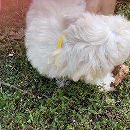 Coton de Tulear Puppies from Smoky Mountains Cotons
