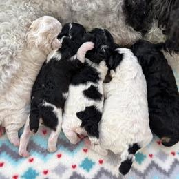 Poodle puppies from Horseshoe Drive Kennel