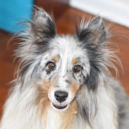 Sky - Shetland Sheepdog