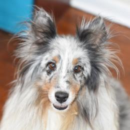 Sky - Shetland Sheepdog