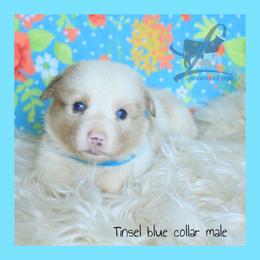 Blue Male - Blue male Pembroke Welsh Corgi puppy in Wayne City, Illinois from Lash Livestock & Corgis
