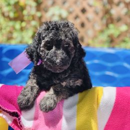 Persimmon - Black female Labradoodle puppy in Murray, Utah from Swann's Kennels