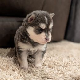 Pup 6 Blue female - Blue female Pomsky puppy in Hurleyville, New York from My Crazy Pomskys
