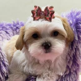 Capri - Parti female Maltipoo puppy in Cooper City, Florida from Jenny La Bone