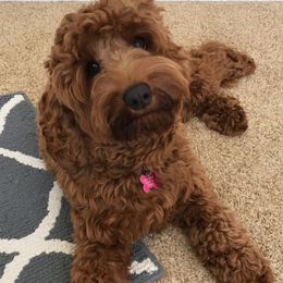 Roux - Australian Labradoodle