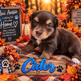 Cider - Red tri male Miniature Australian Shepherd puppy in Idalou, Texas from Lonesome Pine Mini Aussies