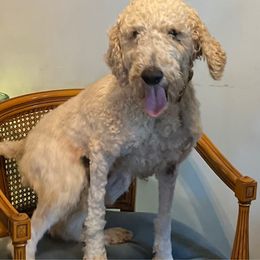 Simba ( standard poodle ) - Goldendoodle