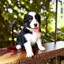 Tinkerbell - Black tri-color female Australian Shepherd puppy in Statesville, North Carolina from Charming Australian Shepherds