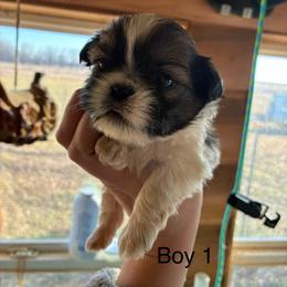Bubbles - Tricolor male Shih Tzu puppy in Carthage, Missouri from Rocking H Dogs