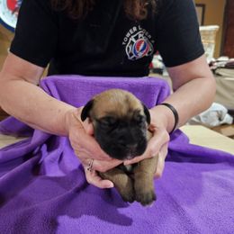 Boy 5 - Red male Cane Corso puppy in Winchester, Virginia from Paladin's Cane Corsos