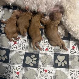Girl 1 - Red female Cavapoo puppy in Cottondale, Florida from Pat’s precious puppies