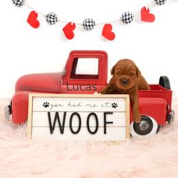 Lucas - Red  male Goldendoodle puppy in Spanish Fork, Utah from Oodles of Floofy Doodles