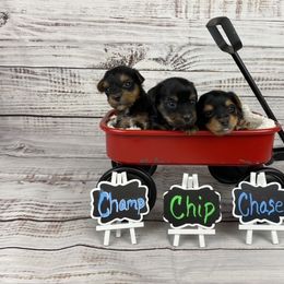Yorkshire Terrier Puppies from Sandy Klug