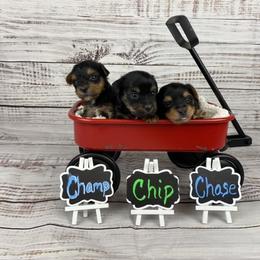 Yorkshire Terrier Puppies from Sandy Klug