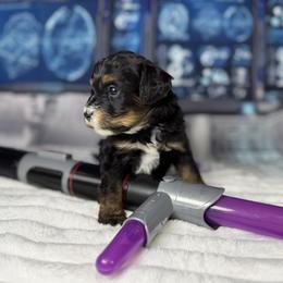 Barbie - Tri-color female Bernedoodle puppy in Lake Panasoffkee, Florida from Donnas Deluxe Doodles LLC