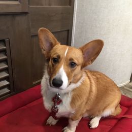 Fergie - Pembroke Welsh Corgi