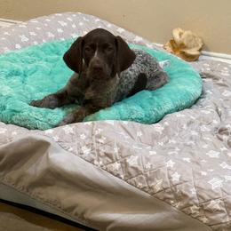 Girl 3 - Liver and white female German Shorthaired Pointer puppy in Bryan, Texas from Ehrenvogel and Bessdach Kennels
