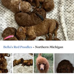 Poodle Puppies from Bella’s Red poodles