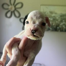 Athena - White female Boxer puppy in Henderson, Tennessee from Vom Broadvalley