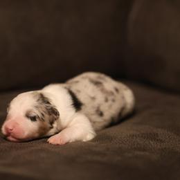 JAKE - Blue merle male Australian Shepherd puppy in Cedar City, Utah from 10-BAR-Y RANCH