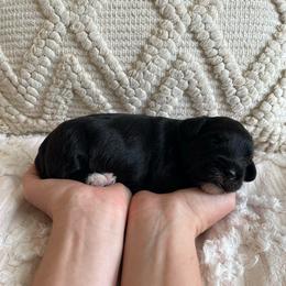 Jelly Bean - Black female Schnoodle puppy in Lathrop, Missouri from RR Schnoodles