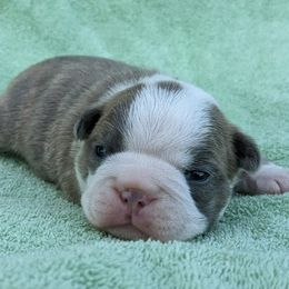 Silver - Seal brindle and white male Boston Terrier puppy in Perry, Oklahoma from Sitsler Bostons