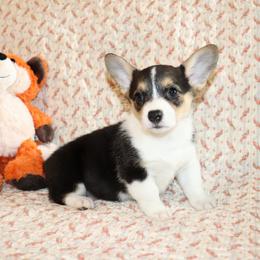 Ursa - Black and tan female Pembroke Welsh Corgi puppy in Morton, Mississippi from Crown AB Farms Pembroke Welsh Corgis