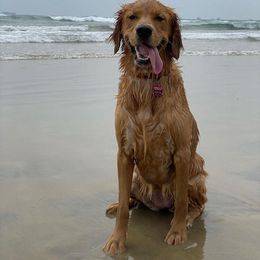Golden Retriever Puppies from TC's Golden Ranch
