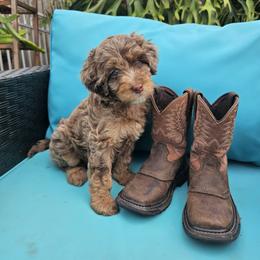 Bernedoodle, Goldendoodle, and Poodle Puppies from Beach Doodles