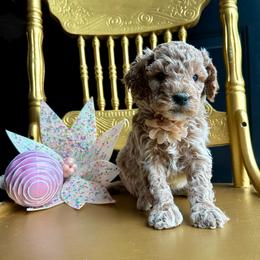 Atlas - Cream male Goldendoodle puppy in Adolphus, Kentucky from Deerly Poodles