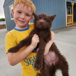Rogue - Liver female German Shepherd puppy in Los Lunas, New Mexico from Mali's German Shepherds LLC