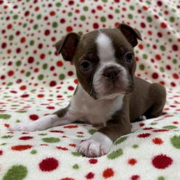 Cooper (lt. blue) - Red male Boston Terrier puppy in Hanover, Pennsylvania from Eastview Boston Terriers