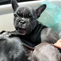French Bulldog Puppies from De Los Angeles Breeding