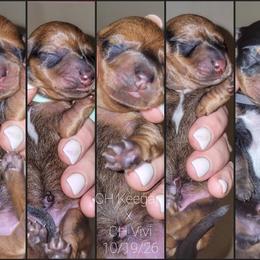 Keegan x Vivi Boy - Red male Dachshund puppy in Mountain Grove, Missouri from Blueprint K9 Dachshunds- www.BlueprintK9.com