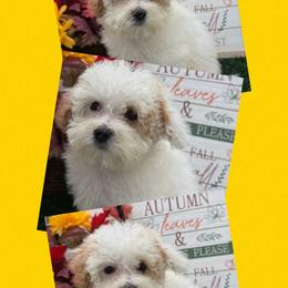 Jessie - Parti female Maltipoo puppy in Wayland, New York from Loris Pampered Pooches💕