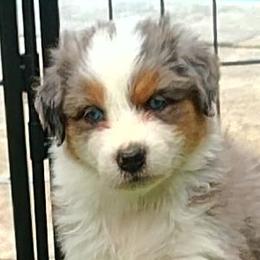 Australian Shepherds from Burning Heart Aussies