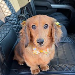 Kleo - Red female Dachshund puppy in Michigan from Hidden Haven Dachshunds