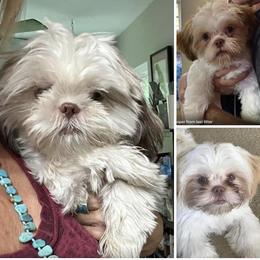 Shih Tzu Puppies from Prescious Shih Tzu’s