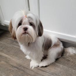 Emma - Shih Tzu