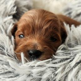 Karat - Red  female Goldendoodle puppy in Grand Junction, Colorado from QP Doodles