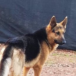 German Shepherds from Bella Blue Shepherd