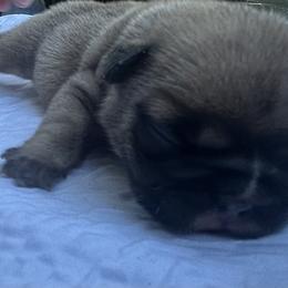 Data - Fawn male French Bulldog puppy in Rhode Island from Hope Valley Hounds