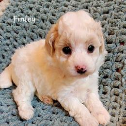 Finley - Parti male Poodle puppy in Montrose, Pennsylvania from Tales Of Joy