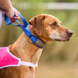 Rhodesian Ridgeback Puppies from Sans Peur Ridgebacks