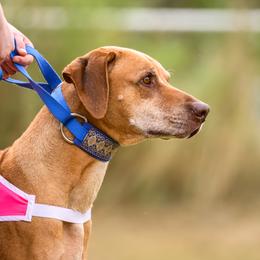 Rhodesian Ridgeback Puppies from Sans Peur Ridgebacks